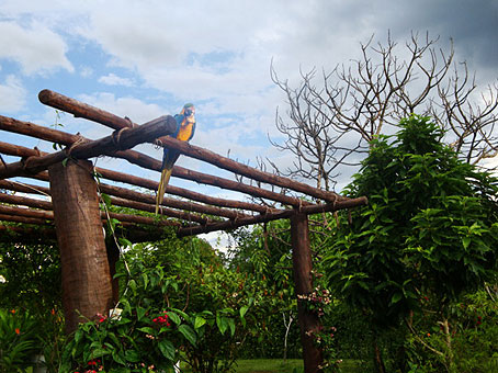 Arara Canind da Regio