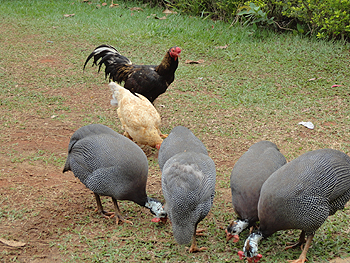 Aves da chcara